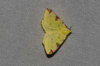 Opisthograptis luteolata-7470