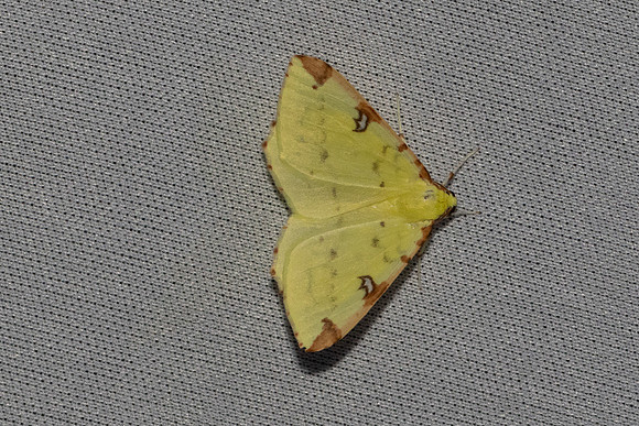 Opisthograptis luteolata-7470