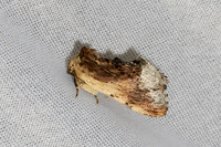 Ptilodon cucullina-7398