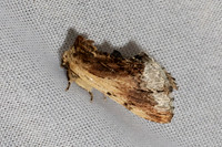 Ptilodon cucullina-7399 - Les Rousses - 27/06/26
