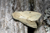 Spilosoma lutea-7095
