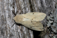 Spilosoma lutea-7096 - Les Rousses - 27/06/26