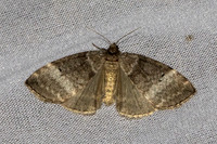 Tetheella fluctuosa-7272 - Les Rousses - 27/06/26