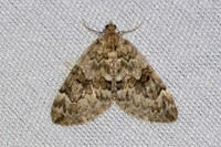 Thera variata-7438