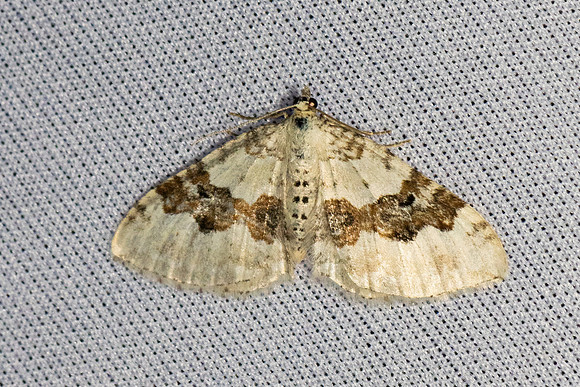 Xanthorhoe montanata-6966