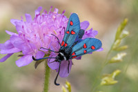 Zygaena lavandulae-8055