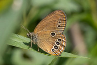 Coenonympha oedippus-7694 - Chindrieux - 29/06/26