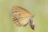Coenonympha oedippus-7925- Chindrieux - 29/06/26