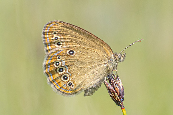 Coenonympha oedippus-7925- Chindrieux - 29/06/26