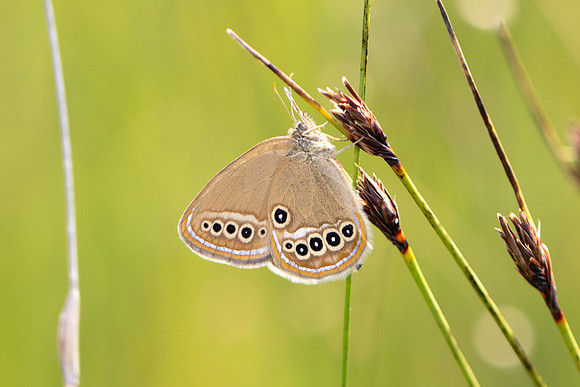 Coenonympha oedippus-8120- Chindrieux - 30/06/26