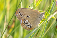 Coenonympha oedippus-8254 - Chindrieux - 30/06/26