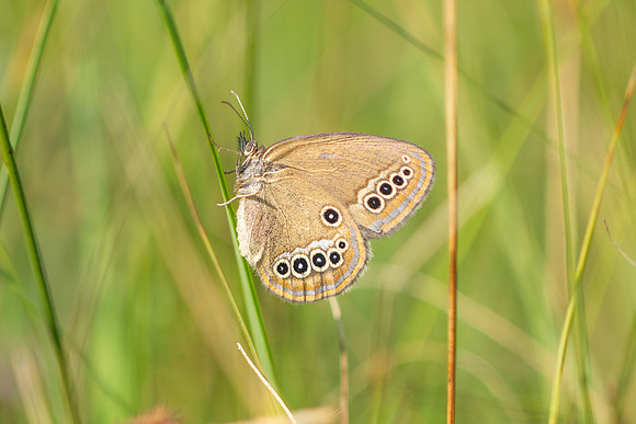 Coenonympha oedippus-8191- Chindrieux - 30/06/26