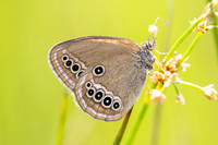 Coenonympha oedippus-8218- Chindrieux - 30/06/26