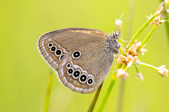 Coenonympha oedippus-8218- Chindrieux - 30/06/26