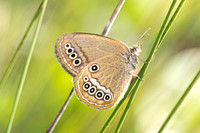 Coenonympha oedippus-8294- Chindrieux - 30/06/26