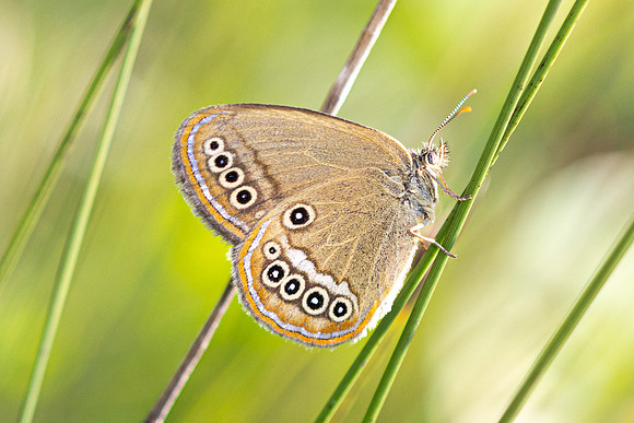 Coenonympha oedippus-8294- Chindrieux - 30/06/26
