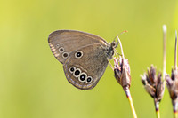 Coenonympha oedippus-8395- Chindrieux - 30/06/26