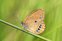 Coenonympha oedippus-8460 - Chindrieux - 30/06/26