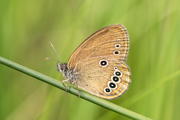 Coenonympha oedippus-8460 - Chindrieux - 30/06/26