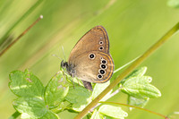 Coenonympha oedippus-8443- Chindrieux - 30/06/26
