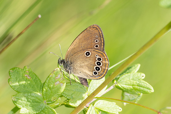 Coenonympha oedippus-8443- Chindrieux - 30/06/26