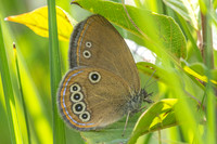 Coenonympha oedippus-7789- Chindrieux - 29/06/26