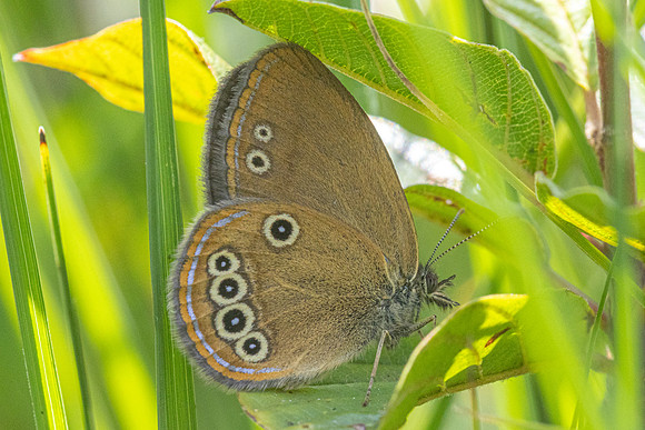 Coenonympha oedippus-7789- Chindrieux - 29/06/26
