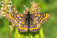 Euphydryas intermedia-8906 - Allevard - 1/07/26