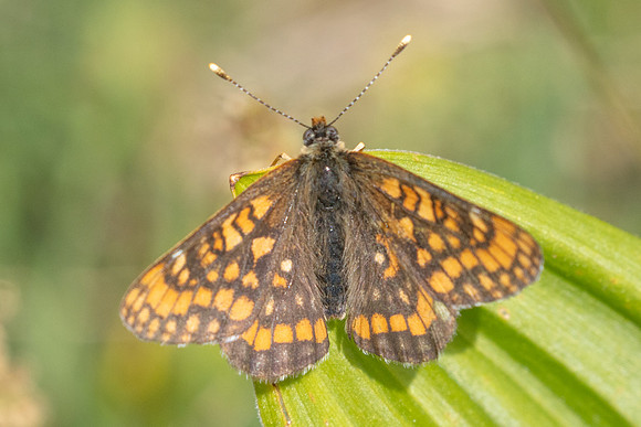 Euphydryas intermedia-8928 - Allevard - 1/07/26
