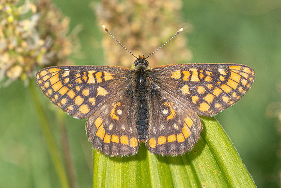 Euphydryas intermedia-8914 - Allevard - 1/07/26