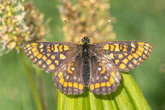Euphydryas intermedia-8915 - Allevard - 1/07/26