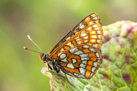 Euphydryas intermedia-8886 - Allevard - 1/07/26