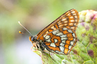 Euphydryas intermedia-8871 - Allevard - 1/07/26