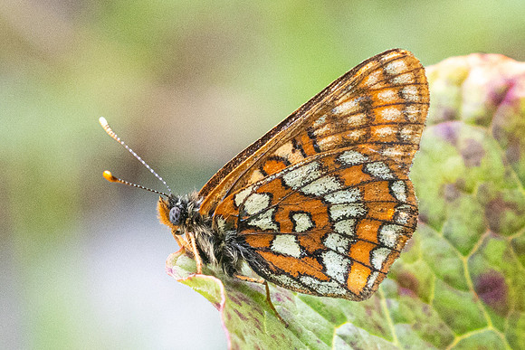 Euphydryas intermedia-8871 - Allevard - 1/07/26