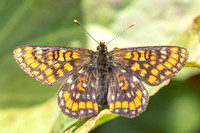 Euphydryas intermedia-8900- Allevard - 1/07/26