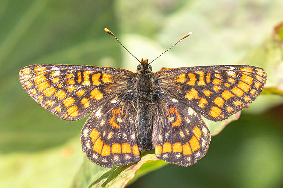 Euphydryas intermedia-8900- Allevard - 1/07/26