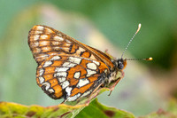 Euphydryas intermedia-8845 - Allevard - 1/07/26