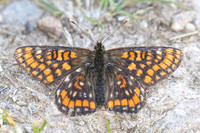Euphydryas intermedia-8711- Allevard - 1/07/26