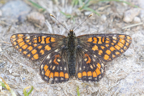 Euphydryas intermedia-8711- Allevard - 1/07/26