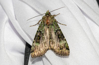 Anaplectoides prasina-6523 Les Rousses - 25/06/26