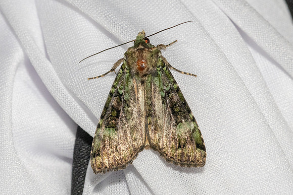 Anaplectoides prasina-6523 Les Rousses - 25/06/26
