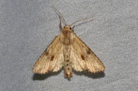 Apamea sublustris-6493 - Les Rousses - 25/06/26