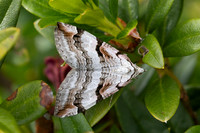 Aplocera praeformata-8962 - Allevard - 1/07/26 -