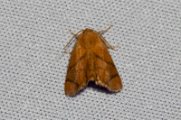 Apoda limacodes-6483 - Les Rousses - 25/06/26