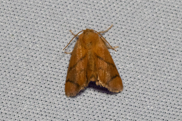 Apoda limacodes-6483 - Les Rousses - 25/06/26