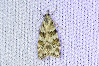 Scoparia pyralella-6434 - Les Rousses - 25/06/26