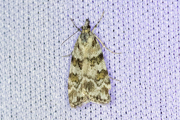 Scoparia pyralella-6434 - Les Rousses - 25/06/26