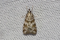 Scoparia pyralella-7273- Les Rousses - 27/06/26