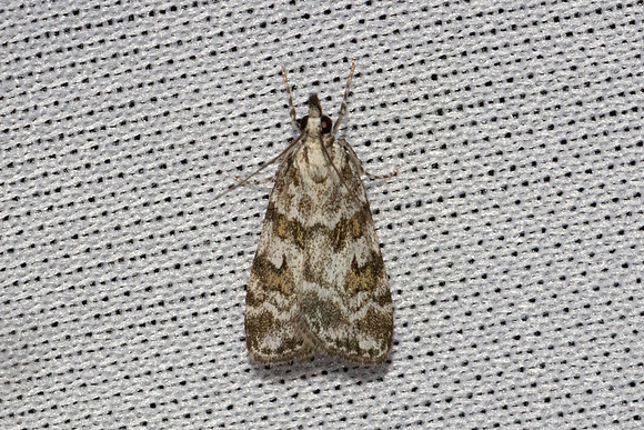 Scoparia pyralella-7273- Les Rousses - 27/06/26