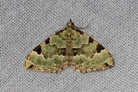 Colostygia pectinataria-6421 - Les Rousses - 25/06/26